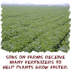 farm soils receive many fertilizers to help the plants grow faster