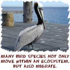 many bird species move within and ecosystem and migrate between ecosystems