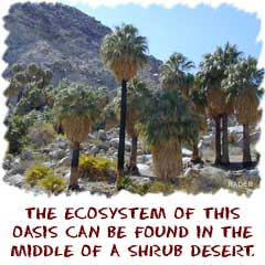 The ecosystm of this oasis can be found in the middle of scrub desert
