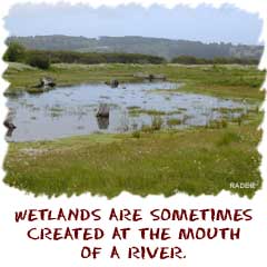 you can find many wetlands at the mouth of rivers across the world.